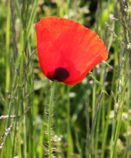 Klatschmohn-013.jpg